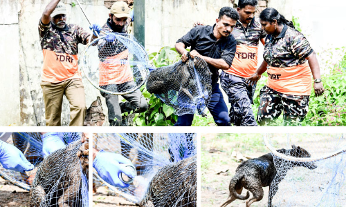 Animal Welfare Department without action Animal Welfare Department without action