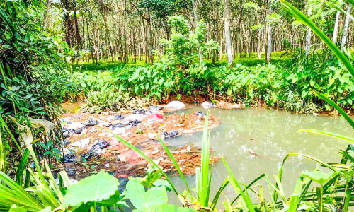 അധികൃതരുടെ മൗനം മാലിന്യം തള്ളുന്നവർക്ക് മറ; മാലിന്യ വാഹിനിയായി മുളവൂര്‍ തോട്