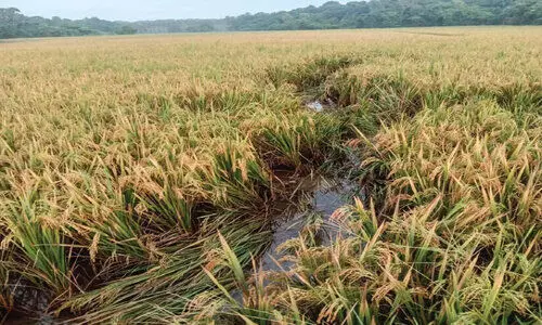 ആന നെൽകൃഷി നശിപ്പിച്ചു