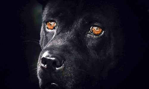 പട്ടി -കവിത