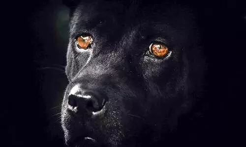 പട്ടി -കവിത