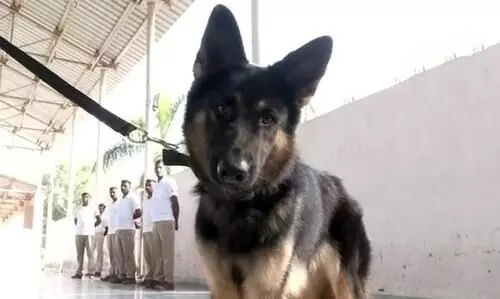 Sniffer dog squad to protect cheetahs
