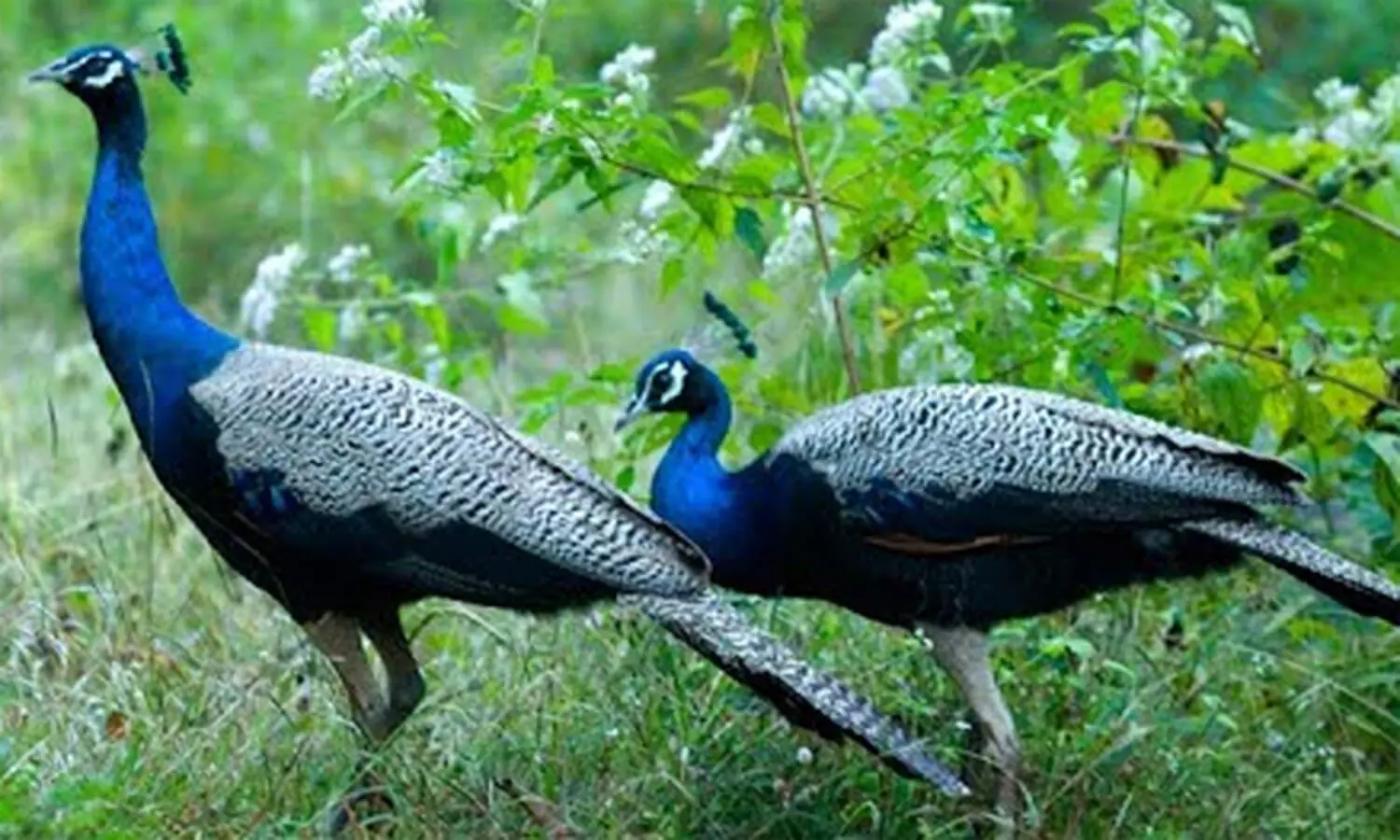 ചൂലന്നൂര്‍ മയില്‍ സങ്കേതം: ഭൂമി ഏറ്റെടുക്കല്‍ നഷ്ടപരിഹാരത്തിന് 80.12 ലക്ഷം അനുവദിച്ചു