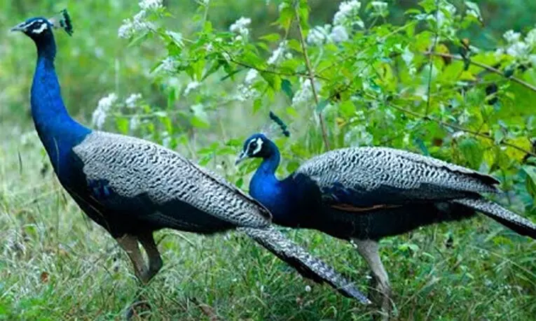 ചൂലന്നൂര്‍ മയില്‍ സങ്കേതം: ഭൂമി ഏറ്റെടുക്കല്‍ നഷ്ടപരിഹാരത്തിന് 80.12 ലക്ഷം അനുവദിച്ചു