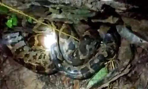 ജനത്തെ ഭീതിയിലാക്കിയ പെരുമ്പാമ്പിനെ നാട്ടുകാർ പിടികൂടി