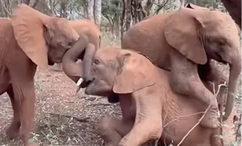 Baby Elephant Indulges In Cute Play Fight, Internet All Hearts