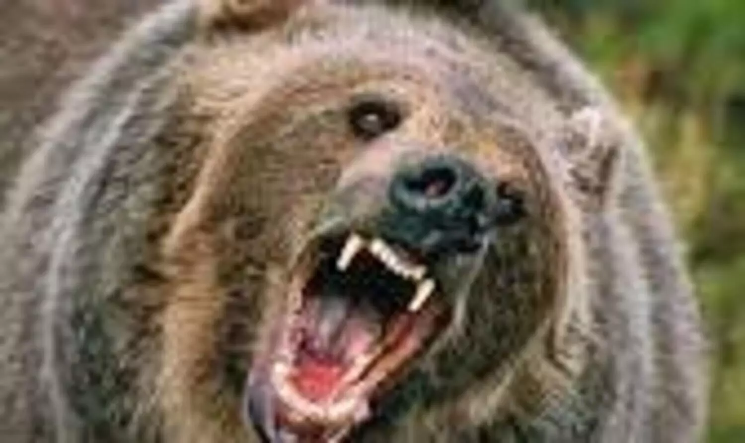 വാൽപ്പാറയിൽ യുവതിയെ കരടികൾ ആക്രമിച്ചു