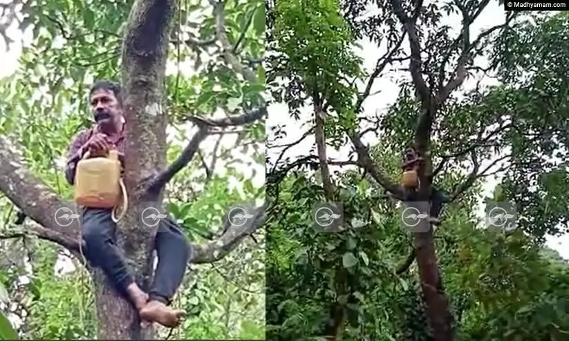 കുരങ്ങ് വീട്ടിൽ കയറി നാശമുണ്ടാക്കി; ജീവനൊടുക്കുമെന്ന ഭീഷണിയുമായി കർഷകൻ മരത്തിന് മുകളിൽ -VIDEO