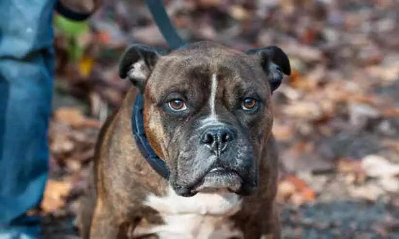 വളർത്തു നായയുടെ കടിയേറ്റ് യുവതിക്കും മക്കൾക്കും പരിക്ക്; കൈക്കും കാലിനും തലക്കും പരിക്കേറ്റ യുവതിക്ക് 50 സ്റ്റിച്ചുകൾ വളർത്തു നായയുടെ കടിയേറ്റ് യുവതിക്കും മക്കൾക്കും പരിക്ക്; കൈക്കും കാലിനും തലക്കും പരിക്കേറ്റ യുവതിക്ക് 50 സ്റ്റിച്ചുകൾ