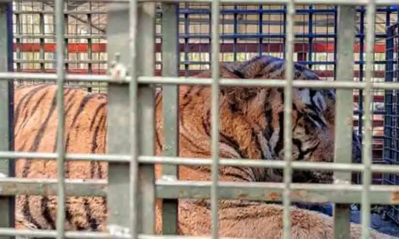 The tiger caught from Munnar died The tiger caught from Munnar died