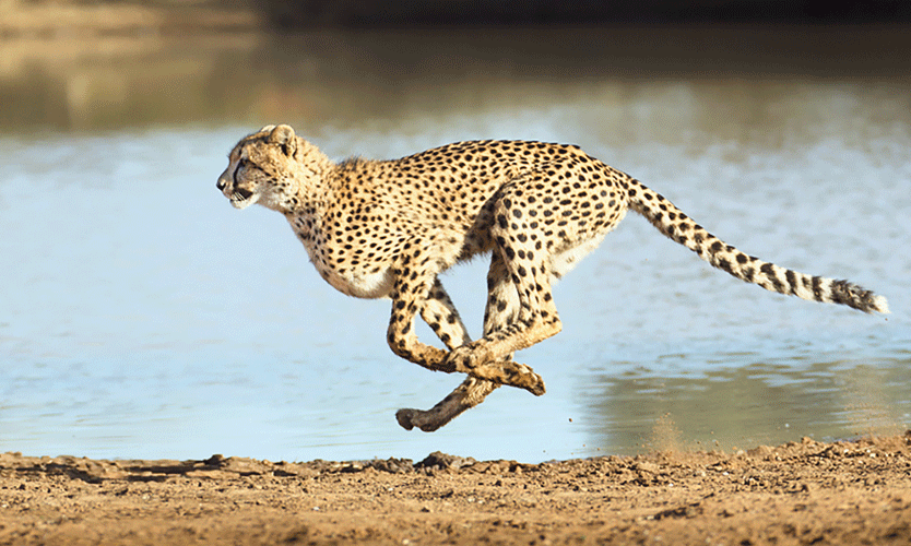 പോത്തിറച്ചി കഴിച്ച് ഉല്ലസിച്ച് എട്ടു ചീറ്റകൾ