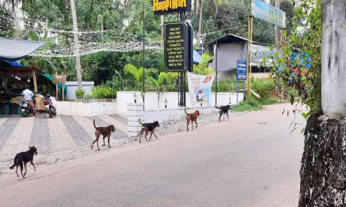 നന്മണ്ടയിൽ തെരുവുനായ്ക്കൾ വിലസുന്നു; പരിഭ്രാന്തരായി നാട്ടുകാർ