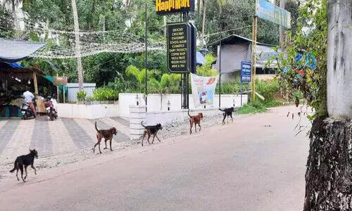 നന്മണ്ടയിൽ തെരുവുനായ്ക്കൾ വിലസുന്നു; പരിഭ്രാന്തരായി നാട്ടുകാർ നന്മണ്ടയിൽ തെരുവുനായ്ക്കൾ വിലസുന്നു; പരിഭ്രാന്തരായി നാട്ടുകാർ