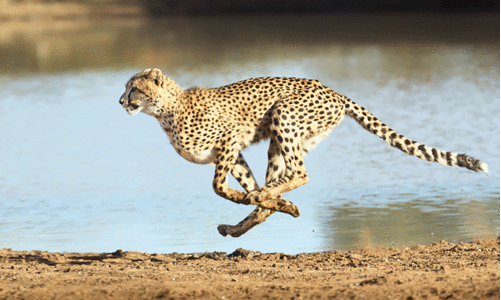 പോത്തിറച്ചി കഴിച്ച് ഉല്ലസിച്ച് എട്ടു ചീറ്റകൾ