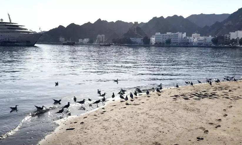 ശൈ​ത്യ​കാ​ലം; മ​ത്ര കോ​ര്‍ണി​ഷി​ൽ ദേ​ശാ​ട​ന​ക്കി​ളി​ക​ള്‍ വ​ന്നു​തു​ട​ങ്ങി