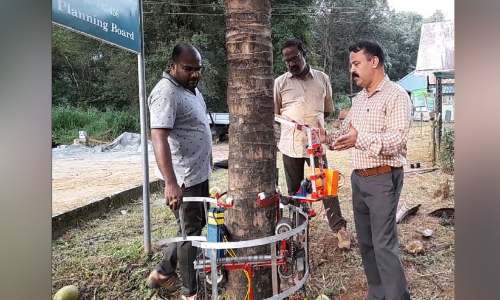 Getting ready to climb the coconut