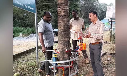 Getting ready to climb the coconut