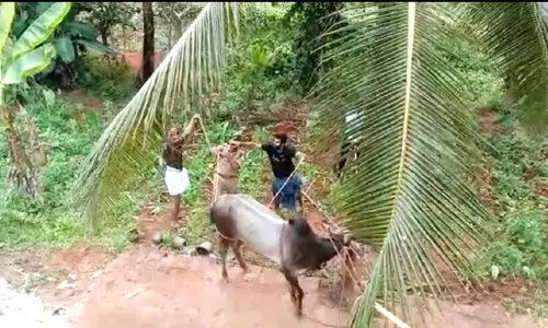 കാളപ്പൂട്ടിന് എത്തിച്ച കാള വിരണ്ടോടി; ഒരാൾക്ക് പരിക്ക്