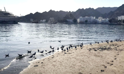 ശൈ​ത്യ​കാ​ലം; മ​ത്ര കോ​ര്‍ണി​ഷി​ൽ ദേ​ശാ​ട​ന​ക്കി​ളി​ക​ള്‍ വ​ന്നു​തു​ട​ങ്ങി