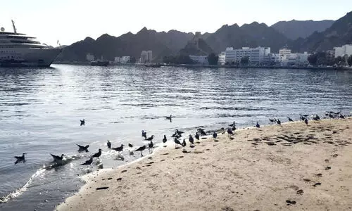 ശൈ​ത്യ​കാ​ലം; മ​ത്ര കോ​ര്‍ണി​ഷി​ൽ ദേ​ശാ​ട​ന​ക്കി​ളി​ക​ള്‍ വ​ന്നു​തു​ട​ങ്ങി