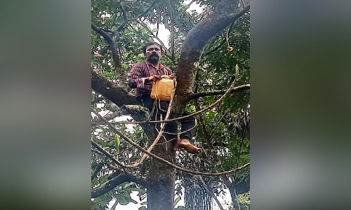 monkeys entered the house and caused havoc