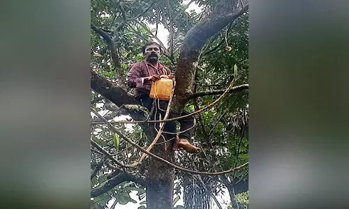 monkeys entered the house and caused havoc