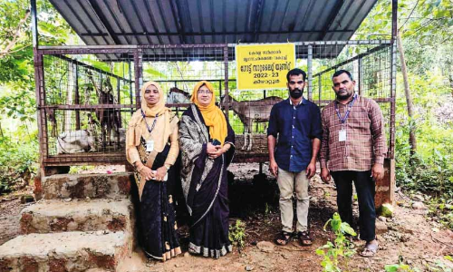 Leopard caught 12 goat Umair was supported by Keezhatur Panchayat and Animal Protection Department