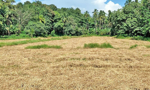 കിണാവൂർ വയലിൽ വൈക്കോൽ നശിക്കുന്നു