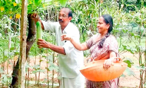 Teacher couples new lesson in organic vegetable farming