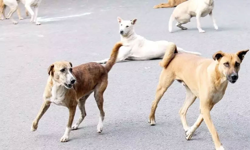 street dog attack