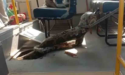 Huge Python Ate A Goat, Then Sat Inside UP School Bus. Watch Rescue Video