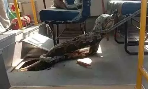 Huge Python Ate A Goat, Then Sat Inside UP School Bus. Watch Rescue Video