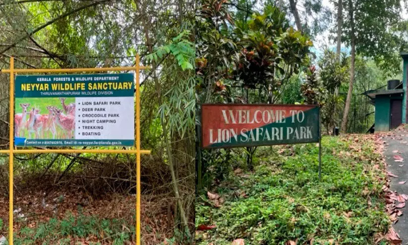 സിംഹ സഫാരി പാര്ക്ക് ബോർഡിലൊതുങ്ങി; കേന്ദ്ര അനുമതിക്കുള്ള ശ്രമങ്ങൾക്ക് ഒച്ചിഴയും വേഗം സിംഹ സഫാരി പാര്ക്ക് ബോർഡിലൊതുങ്ങി; കേന്ദ്ര അനുമതിക്കുള്ള ശ്രമങ്ങൾക്ക് ഒച്ചിഴയും വേഗം