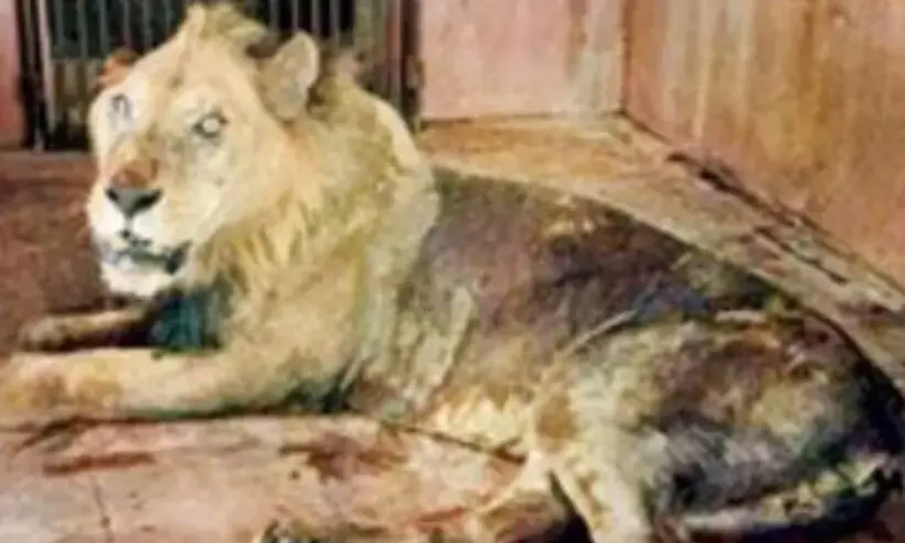 Oldest captive lion Ravindra dies at Sanjay Gandhi National Park