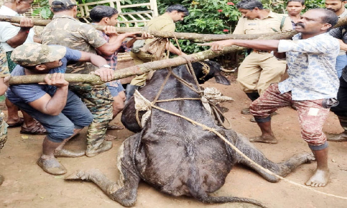 ചീരാലിൽ പശുത്തൊഴുത്തുകൾ ഉറപ്പുള്ളതാക്കുന്നു; ഇരയെ കിട്ടാതെ കടുവയുടെ പരക്കംപാച്ചിൽ