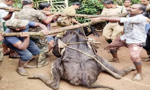 ചീരാലിൽ പശുത്തൊഴുത്തുകൾ ഉറപ്പുള്ളതാക്കുന്നു; ഇരയെ കിട്ടാതെ കടുവയുടെ പരക്കംപാച്ചിൽ