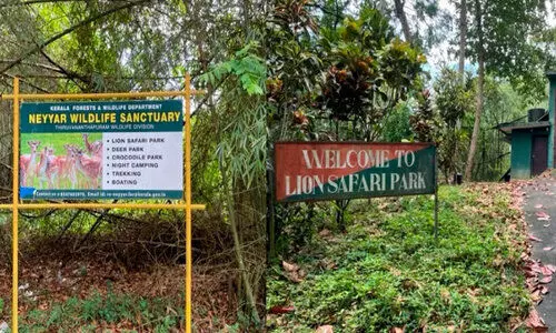 സിംഹ സഫാരി പാര്ക്ക് ബോർഡിലൊതുങ്ങി; കേന്ദ്ര അനുമതിക്കുള്ള ശ്രമങ്ങൾക്ക് ഒച്ചിഴയും വേഗം സിംഹ സഫാരി പാര്ക്ക് ബോർഡിലൊതുങ്ങി; കേന്ദ്ര അനുമതിക്കുള്ള ശ്രമങ്ങൾക്ക് ഒച്ചിഴയും വേഗം