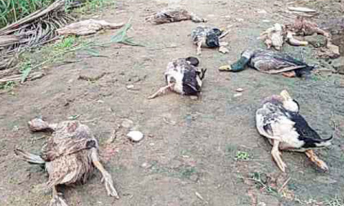 താറാവുകളെ വിഷം കൊടുത്ത് കൊന്നതായി പരാതി