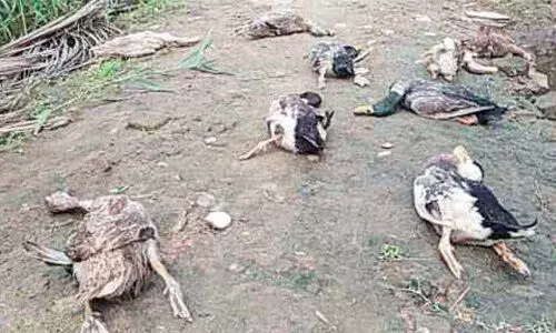 താറാവുകളെ വിഷം കൊടുത്ത് കൊന്നതായി പരാതി