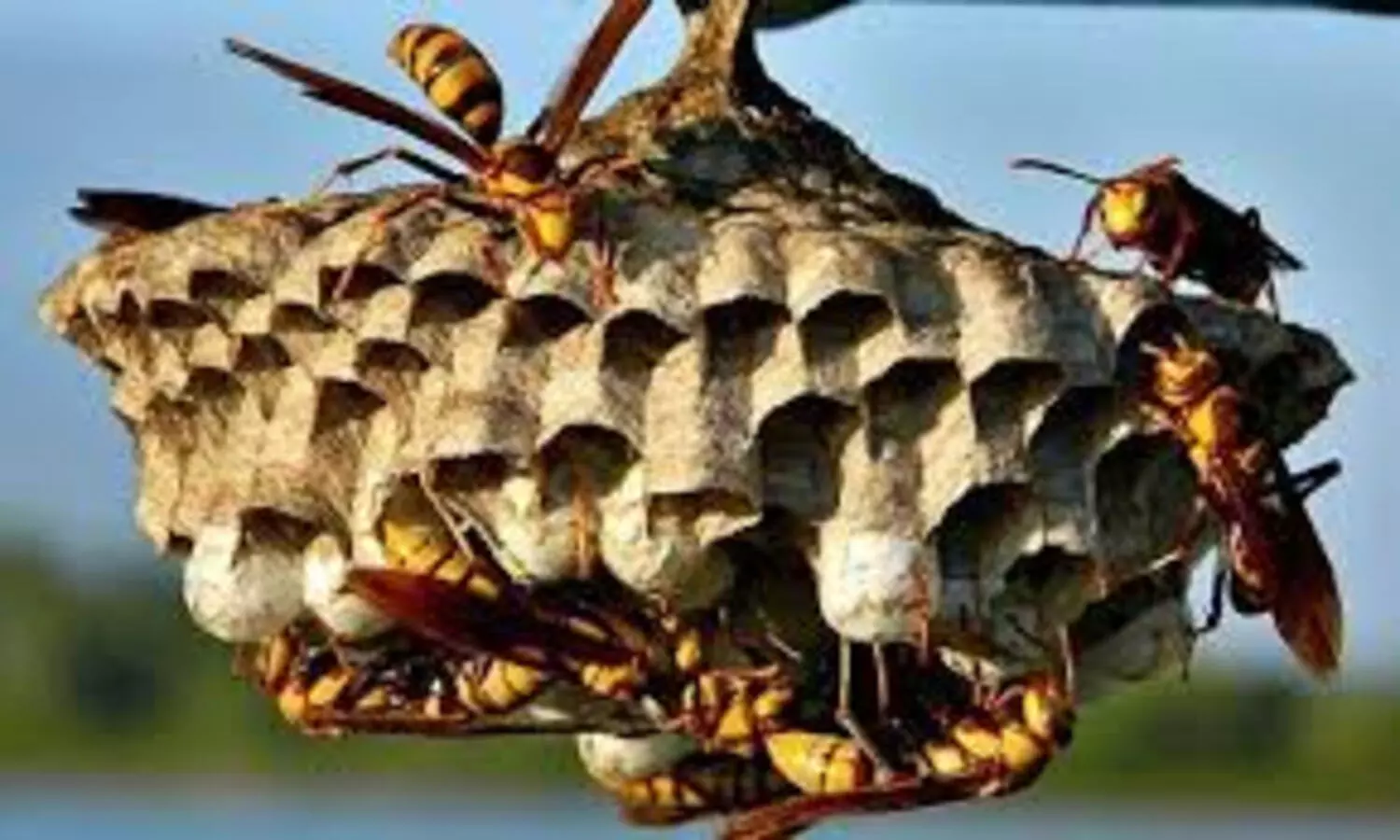 തേനീച്ച-കടന്നല്‍ കുത്തേറ്റ് മരണം സംഭവിച്ചാല്‍ നഷ്ടപരിഹാരം 10 ലക്ഷം