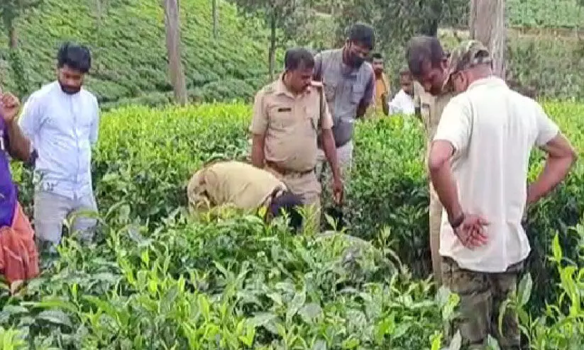 മൂരിക്കുട്ടിയെ പുലി കടിച്ചു കൊന്നു മൂരിക്കുട്ടിയെ പുലി കടിച്ചു കൊന്നു