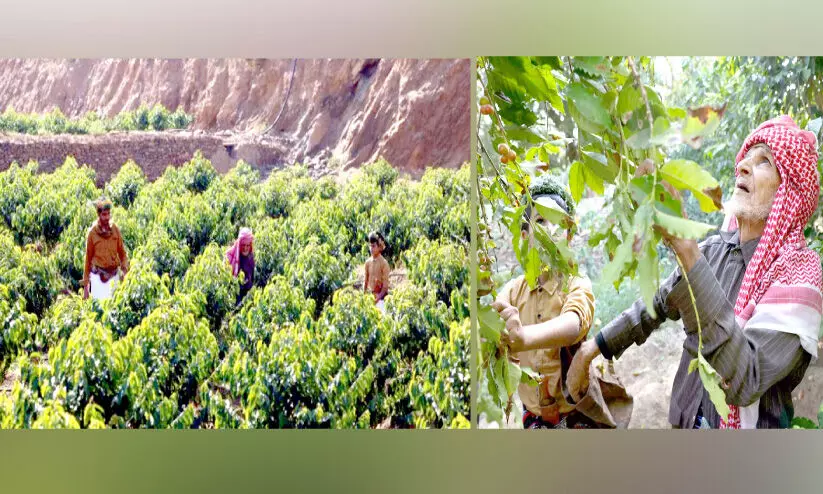 സൗദി കാപ്പിയുടെ പ്രാധാന്യം; ആഗോള പ്രചാരണ കാമ്പയിന് സമാപനം സൗദി കാപ്പിയുടെ പ്രാധാന്യം; ആഗോള പ്രചാരണ കാമ്പയിന് സമാപനം