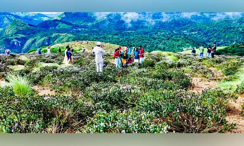 കുറിഞ്ഞിശോഭക്ക് തിരിച്ചടിയായി മഴ; ഒട്ടും കുറയാതെ സഞ്ചാരികൾ