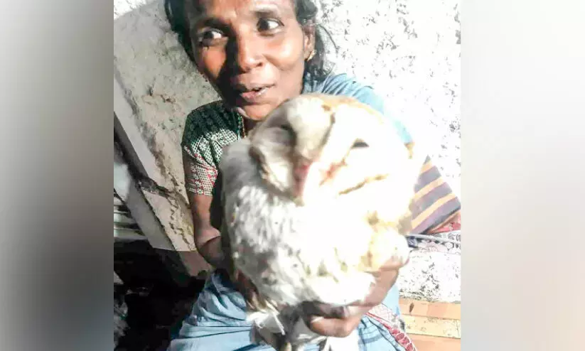 തെരുവുനായിൽനിന്ന് വെള്ളിമൂങ്ങയെ രക്ഷപ്പെടുത്തി