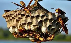 തേനീച്ച-കടന്നല് കുത്തേറ്റ് മരണം സംഭവിച്ചാല് നഷ്ടപരിഹാരം 10 ലക്ഷം തേനീച്ച-കടന്നല് കുത്തേറ്റ് മരണം സംഭവിച്ചാല് നഷ്ടപരിഹാരം 10 ലക്ഷം