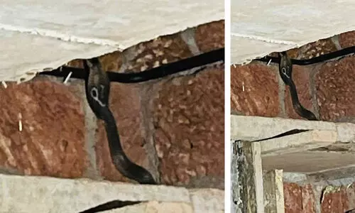 വീട്ടിലെ റാക്കിൽ മൂർഖൻ; ഒടുവിൽ വലയിൽ