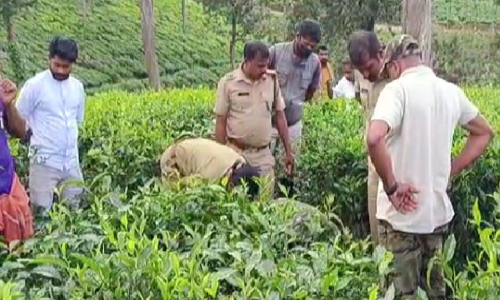 മൂരിക്കുട്ടിയെ പുലി കടിച്ചു കൊന്നു മൂരിക്കുട്ടിയെ പുലി കടിച്ചു കൊന്നു