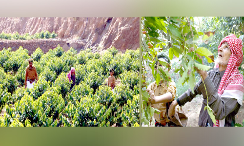 സൗദി കാപ്പിയുടെ പ്രാധാന്യം; ആഗോള പ്രചാരണ കാമ്പയിന് സമാപനം