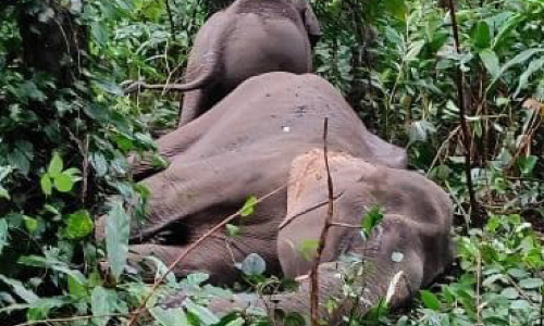 അഗസ്ത്യവനം പൊത്തോട്ട്​ കാട്ടാന ചെരിഞ്ഞ നിലയിൽ