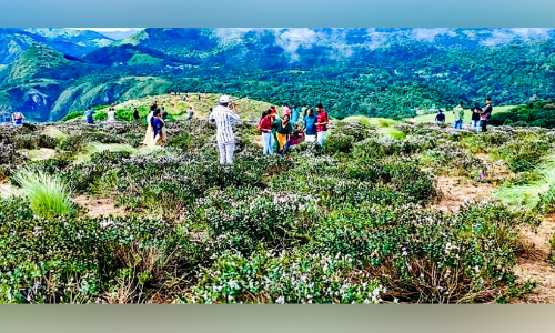 കുറിഞ്ഞിശോഭക്ക് തിരിച്ചടിയായി മഴ; ഒട്ടും കുറയാതെ സഞ്ചാരികൾ